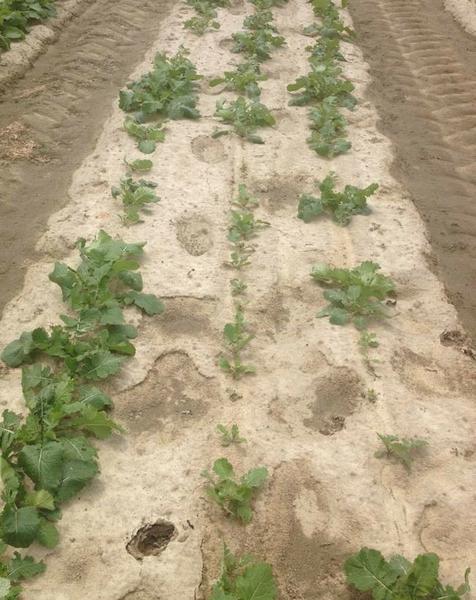 The turnip planting is thinned and plants are smaller 